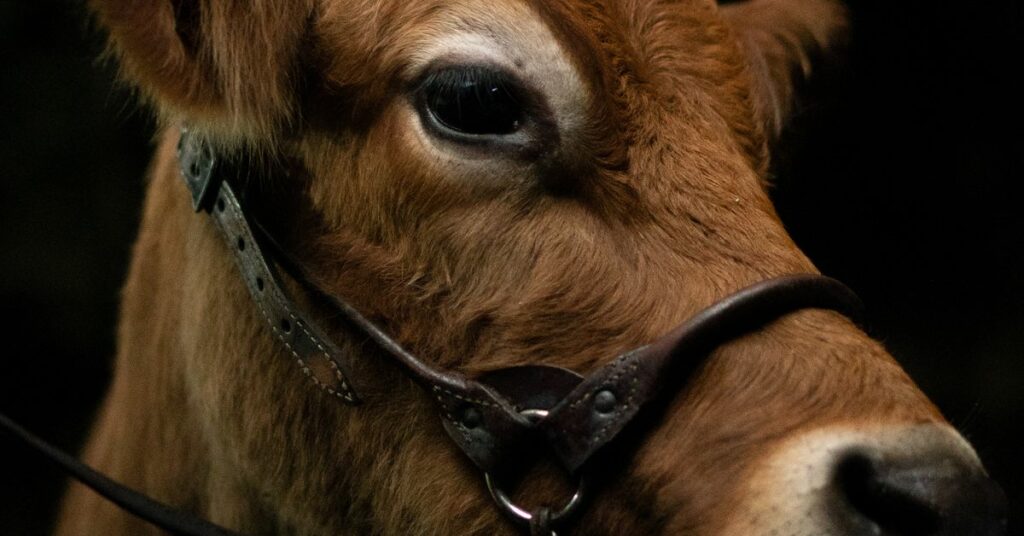 First Cow: this headshot landed the cow the title role in the A24 film