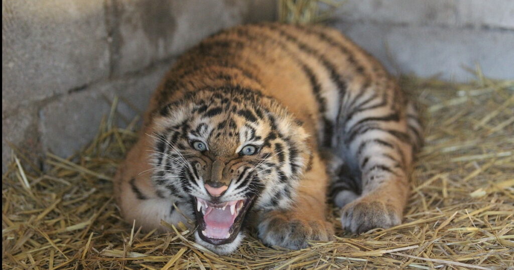 Attaccata e uccisa dalla tigre davanti ai visitatori dello zoo – Il Tempo