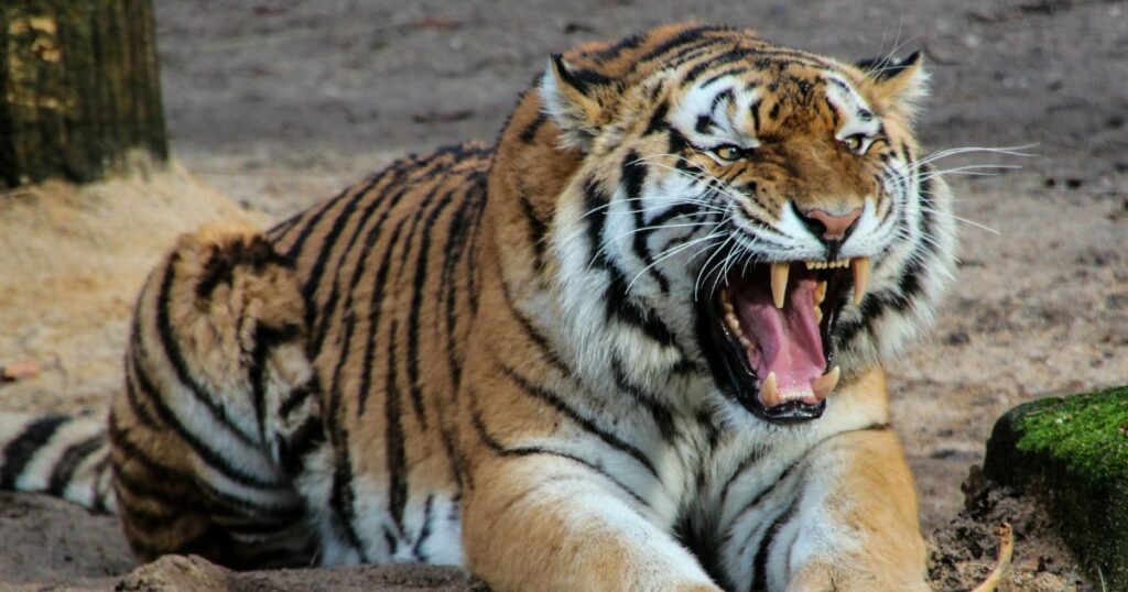 Zurigo, tigre siberiana attacca una dipendente dello zoo: morta donna di 55 anni. L'esemplare è in isolamento