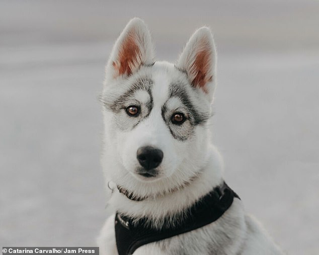 Eight-month-old Siberian Husky and owner Catalina Carvalho, 24, who live in Leiria, Portugal, appear to be wearing glasses on their faces thanks to their unique facial markings.