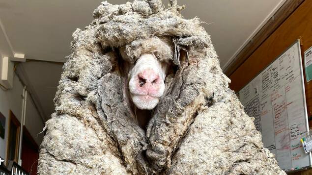Sick of pure felt: sheep in Australia freed of more than 35 kilos of wool - panorama society