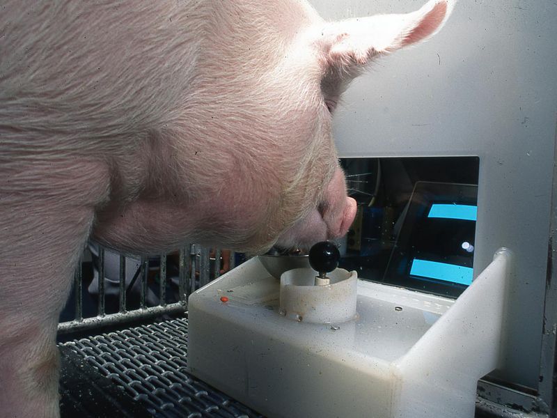 Pigs can play video games
