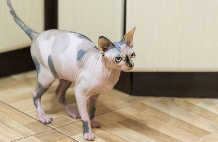 pterbald cat
