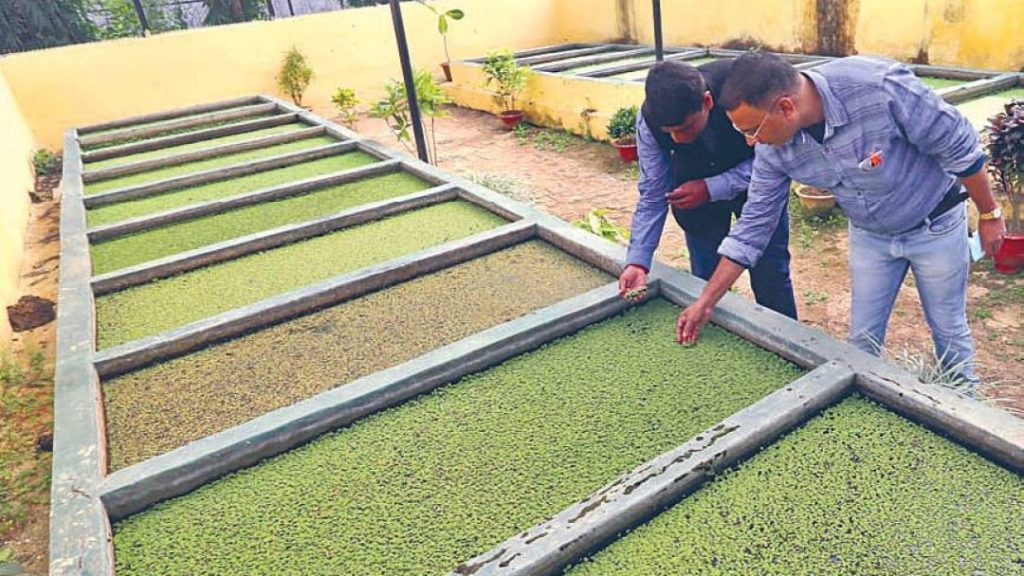 Moss diesel: interested state government |  Jharkhand engineer uses algae in water to extract biofuel