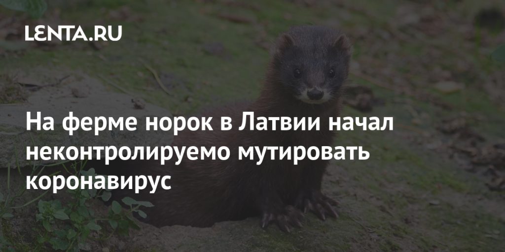 At a mink farm in Latvia, the coronavirus began to mutate uncontrollably: Baltic States: Former USSR: Lenta.ru