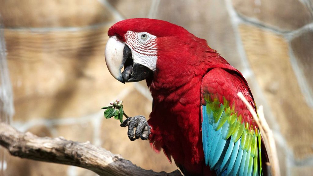 An intelligent parrot imitating the ringtone of an iPhone.. Video