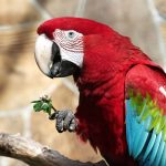 An intelligent parrot imitating the ringtone of an iPhone.. Video