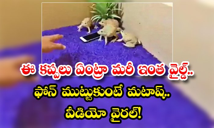 These frogs are so wild Get in.. Matash touches the phone.. Video goes viral!