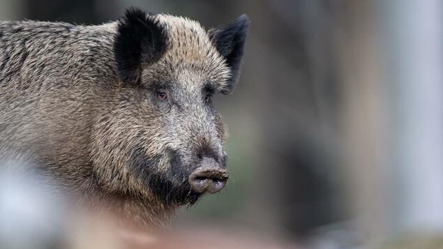 Berliners adapt to wild boar: 2,500 wild boars hunted in Berlin - fewer complaints about the animals - Berlin