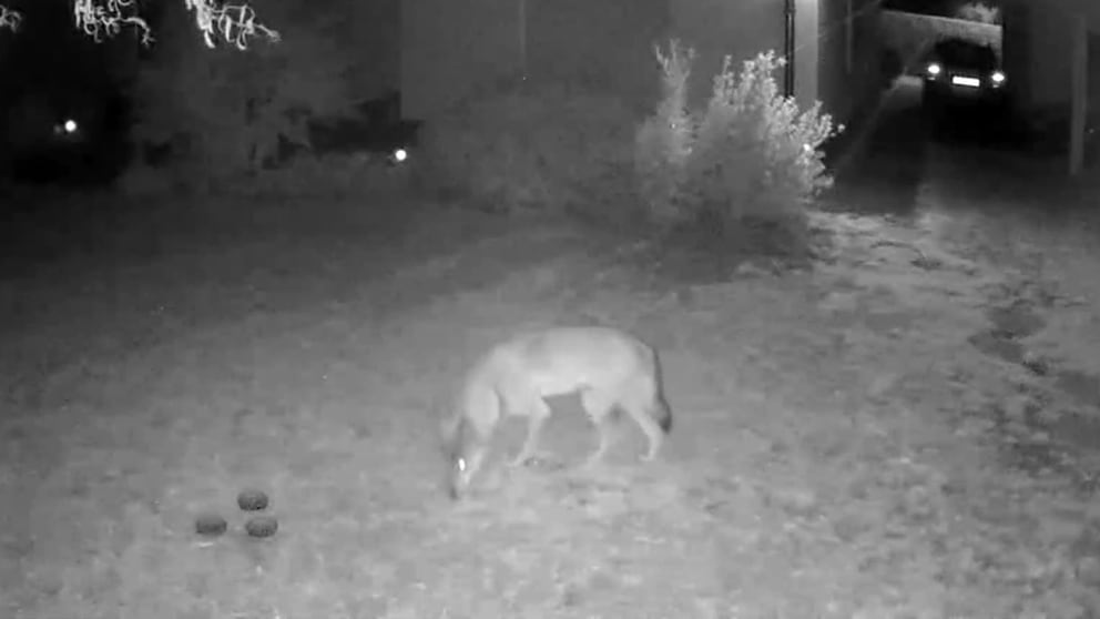 Captured by the surveillance camera: the wolf approaches the cat's bowls.  The next moment, he takes one of them away.