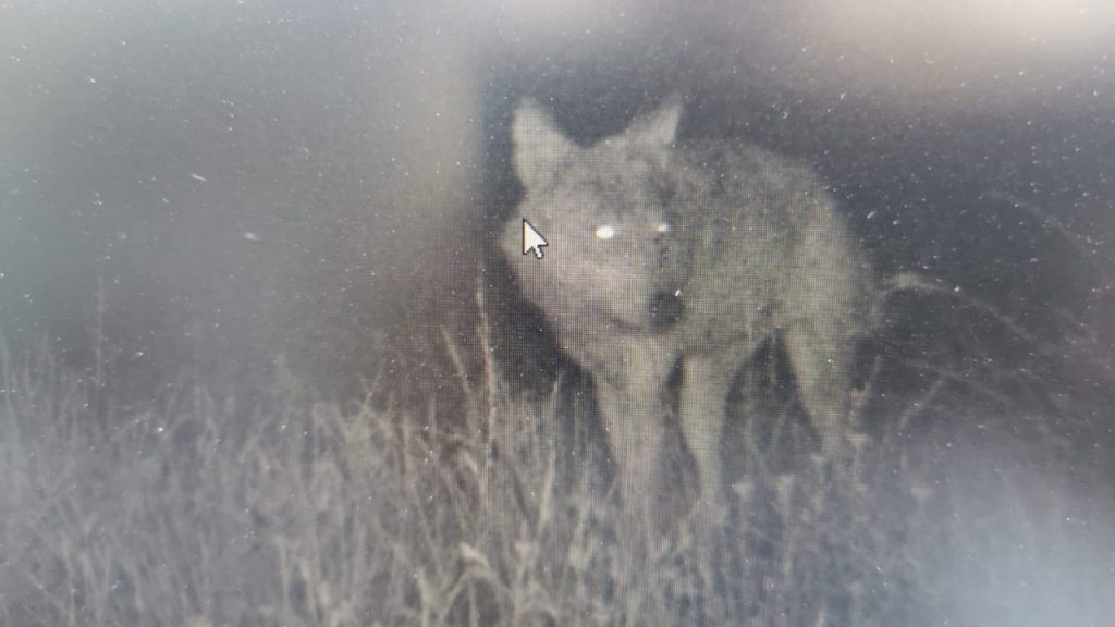Captured by surveillance camera: Thief wolf rampages through village |  News