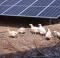 Chickens with a solar system from Münch Energie can be seen at the Fröschbrunna organic farm in Kronach